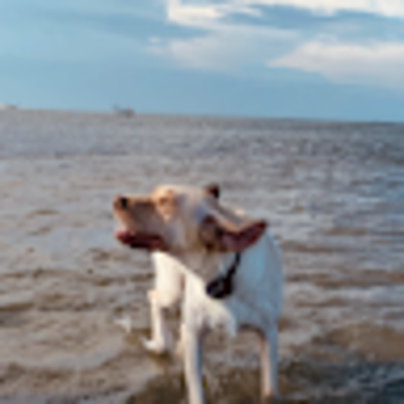 Meet your Posher, Amber - Picture 1 of 1